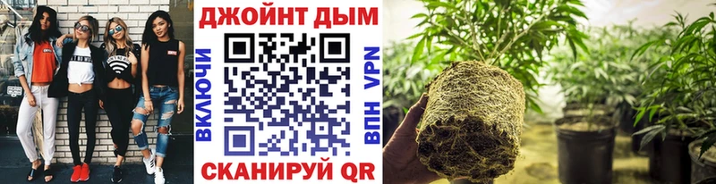 Купить где  Благодарный  Бошки Шишки сатива 